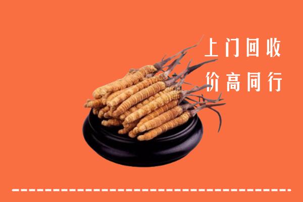 收购行情：玉州区冬虫夏草回收多少钱每克
